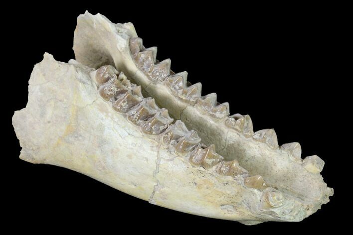 Fossil Oreodont (Merycoidodon) Mandible - Wyoming #143853